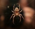 Extermination d'insectes à Mirabel araignée