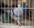 Capture de pigeon à Mirabel