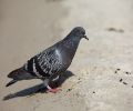 Capture pigeon Mirabel