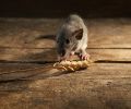 Exterminateur de souris à Mirabel